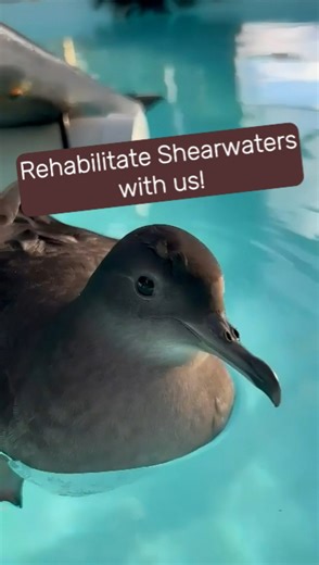 Shearwater Season 2024 has wrapped up at Bonorong! 🩵 Around 50 Short-Tailed Shearwaters came through our doors this season, and this video shows you the rehabilitation process for a couple of these little guys, from their first hospital visit to release! Shearwater season is challenging every year with a high number of injured birds requiring a very efficient rehabilitation to get them back out in time to join the migration. There are a lot of steps that are taken to ensure they are ready to go