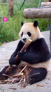 32K views · 388 reactions | Pandas mimic human behavior (For entertainment purposes only. Consult professionals if guidance on activities is presented. No brand affiliation is implied if any are shown. If inspired by true events, creative adaptations may be included. Content may include public footage.) | Fabiosa Digest | Facebook