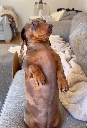 Say Hi to Your Dog: Heartwarming Dog Reactions