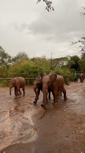 The orphans commute to bed has turned into a slip-and-slide! Nairobi has received some much-needed rain, but it’s not to everyone’s liking! Olorien took a tiny tumble on the way to her stable, while Rama (our big bow legged boy in the foreground) very wisely ensured he was on a firm footing on the slick mud. He seemed rather startled by the rain drops and even once he was all tucked into his own stable, he continued loudly grumbling. It’s funny coming from him, because he is one of our most enth