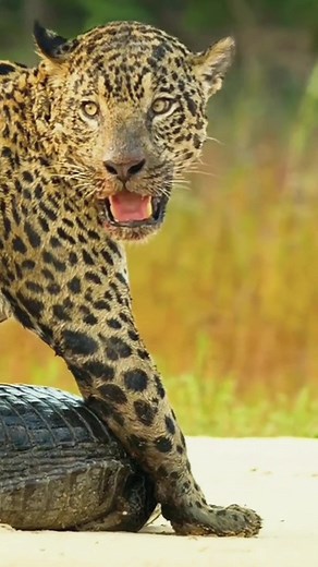 Theamazing world no TikTok