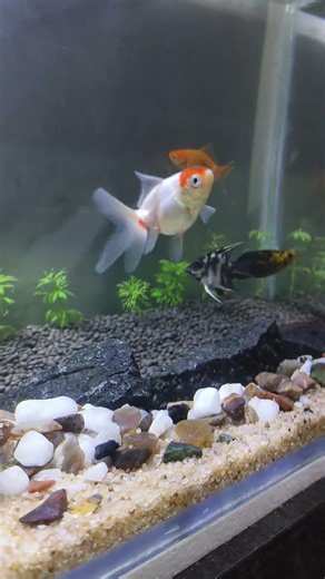 My new Tank fishes❤️#aquarium #aquascape #plantedtank #fishkeepinghobby #mollyfish #customaquarium