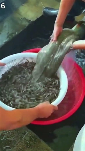 abundant anchovy catch by local fishermen #shorts #fishing #seafood