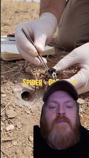 Spider POV: GoPro on Tarantula's Back!