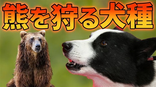 クマ狩りの犬種「カレリアン・ベア・ドッグ」とは！？【解説動画】