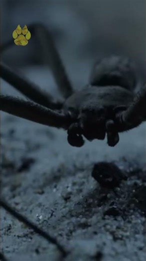This Spider Looks Unreal | Subscribe to @UltimateNatureDocs | #shorts