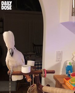 143K views · 3.1K reactions | Cockatoos' Funny Moments | Sharry Mann | Facebook