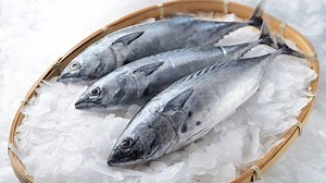 Ikan Tongkol (Euthynnus affinis)