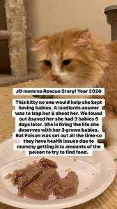 144K views · 1.4K reactions | This mommas rescue story. Our area is cruel and no consequences. #cats_of_world #catsanctuary #catsoffacebook #theirlivesmatter #gingercat #catsoffacebook | The Barbara Grannan Carie Feline Sanctuary | Facebook