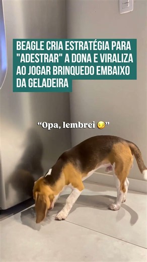Beagle cria estratégia para "adestrar" a dona e viraliza ao jogar brinquedo embaixo da geladeira! 🐶🤣