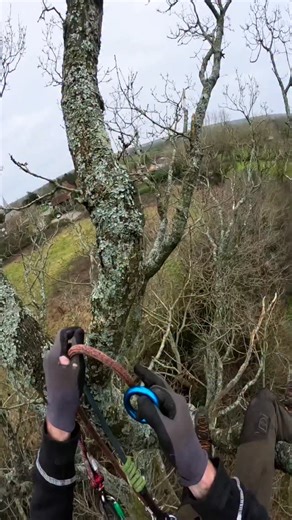 Here is my most used canopy anchor method for working SRT. I tend to keep it fairly simple, although this depends on the tree and job of the day. It is just a straightforward running bowline at the top capturing an anchor ring, to avoid any rope on rope contact at my main anchor. Then I tie both tails of my rope together to create a continuous loop, this allows me to always be able to retrieve my canopy anchor from wherever in the tree or from the ground. Retrieval is super easy as both lines of