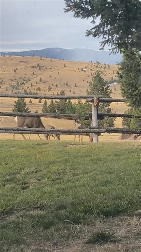 44 reactions · 25 comments | My view while working this morning. | Donna Zawada | Facebook