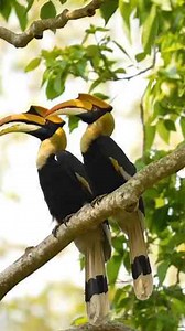 The Art of Wildlife Photography: Capturing Animals in the Wild