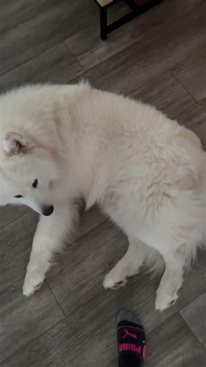 Leo asking for leg scratches