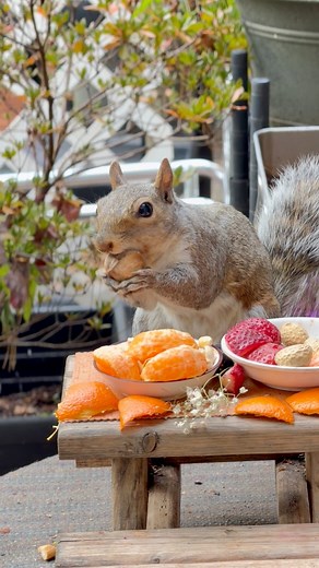 16K views · 1.5K reactions | Checking for quality control  Squirrels inspect nuts by sight, touch, and even smell to make sure they’re not rotten, cracked, or empty inside. Turning them helps the squirrel feel for weight and texture — a light nut might be hollow or spoiled. Smart little fella ♥️ #kenzystory #backyardwildlife #squirrel #fblifestyle #nuts_about_wildlife #nuts | Kenzy’s Story | Facebook