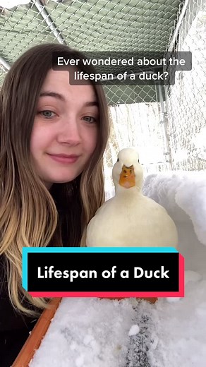 Understanding Duck Lifespan: Factors and Facts