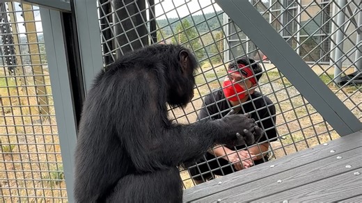 10K views · 646 reactions | When rescued chimpanzees arrive at the...