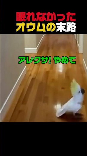 Is this parrot a genius? It's so smart its owner is furious.
