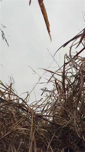 The geese gave us a show this morning with some big spins, close shots, and a fast growing pile! | Old English Hunting Club