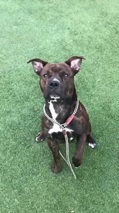 4.6K views · 198 reactions |  Is brindle the new black? They say...