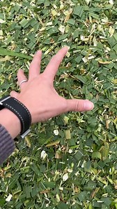 Ideal for 100-head cattle scale, 6000 kg/h continuous processing.#machinery #chaffcutter #farmer #dawnagro | Dawn Agro Manufacturer