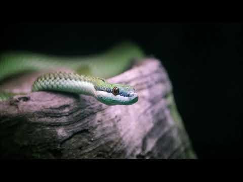 "Le Serpent qui danse" de Baudelaire/ "BB Initials" de Gainsbourg