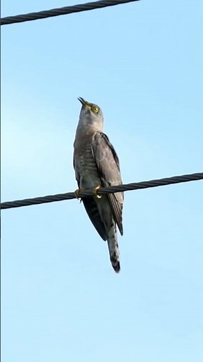 common hawk cuckoo call #papihacall #shorts #birdcall #bbcearth #monsoonbirds