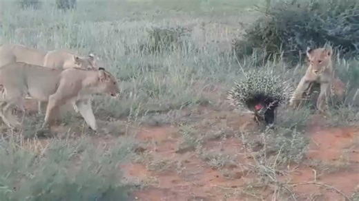 4.6K views · 80 reactions | This pride of 14 #lions tried to mess up...