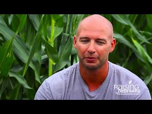 How Are Corn Hybrids Created