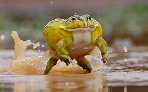 Top 10: Freaky and fascinating frogs
