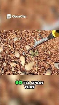 Dewalt Backpack Sprayer Review!