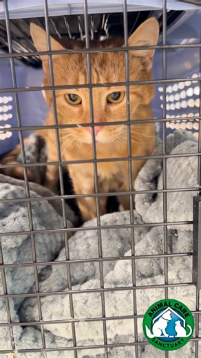 Remember our cat, Toaster Strudel, who came in with a broken jaw?? Thanks to the incredible generosity of our donors, he received the medical care he desperately needed, allowing him to heal and thrive. Toaster Strudel is joining a family with other ACS alumni, ensuring he'll be surrounded by love and companionship. ❤️🐱 We are immensely grateful to everyone who contributed; your support has truly made a difference in his life. Thank you for helping us give Toaster Strudel the happy ending he de