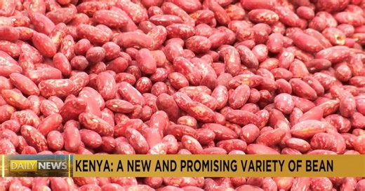 Climate-smart seeds cultivate hope for Kenya's agricultural future | Africanews