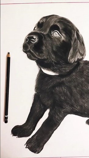 Realistic Labrador Pup Sketch 🐾✨ | Watch the Magic Unfold!