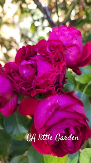 🌹Jubilee Celebration,Red Eden, Desdemona,Eden roses 12092025 #Jubilee #Roses #Winter #Bloom