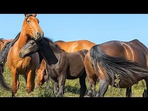 Stallion Strives to Cover the Mare 🐎 | Natural Horse Breeding Behavior