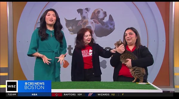 Kittens up for adoption through The Cat Connection in Waltham