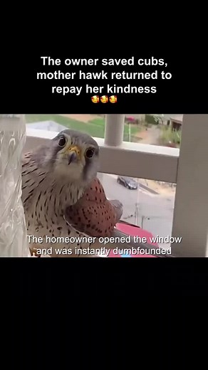 Heartwarming Story of Hawk Family Nurturing Eggs to Flight