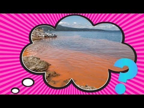 What Causes Red Tides?