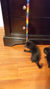 33 reactions · 6 comments | Happy #FosterFriday! In celebration of finally making it to the weekend, here's a video of some of our foster kittens discovering the joys of string.  You're welcome. Kitten season is HERE! Be a #D90foster by filling out an application at BeDallas90.org/foster. | Dallas Animal Services and Adoption Center | Facebook