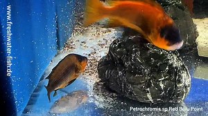 2.1K views · 23 reactions | Petrochromis sp Red Bulu Point is spawning with the next female | Freshwater-fish | Facebook