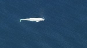 VIDEO: Beluga whale spotted in the Puget Sound, first sighting since 1940