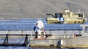 Salmon may not be as healthy as it seems