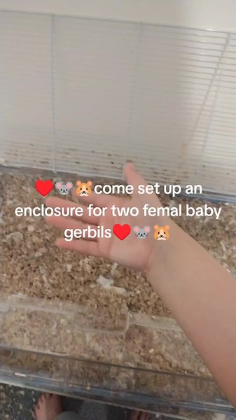 I love all my pets!! (@oakley_caramel_spiders)’s videos with Super Rich Kids - kate