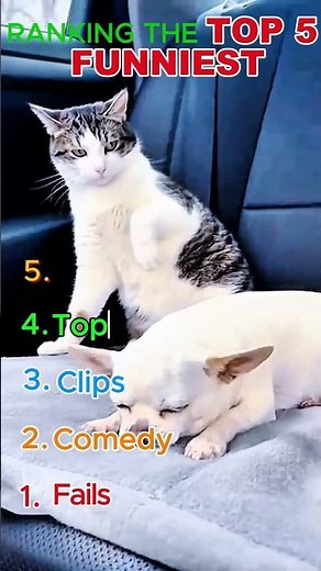 funny animals / funny animal videos 🎥🐾#shorts 🎬 #youtubeshorts 📱 #shortvideo ⚡ #viralshorts