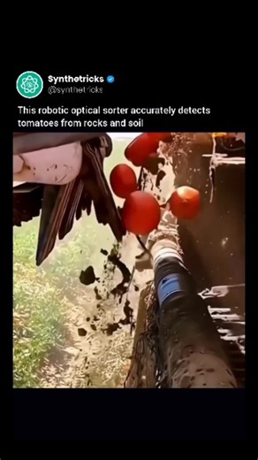 Synthetricks™ | AI | Future Tech on Instagram: "🍅🤖 AI & robotics are silently transforming modern farming. AI-powered robotics now sort ripe tomatoes from rocks and waste in milliseconds using high-speed cameras and precision air jets. This is AI in agriculture at work faster, cleaner, and more accurate than human hands. The result? Less waste, better quality food, and a smarter future for farming. This is why AI automation and agritech innovation are becoming impossible to ignore. What are yo