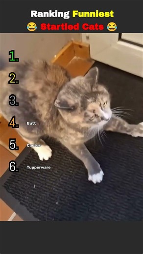 Top 6 Funniest Startled Cat Moments 😂🐱