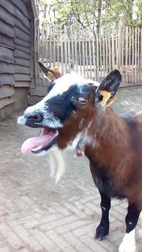 Trop drôle :cri de chèvre (vidéo très courte)