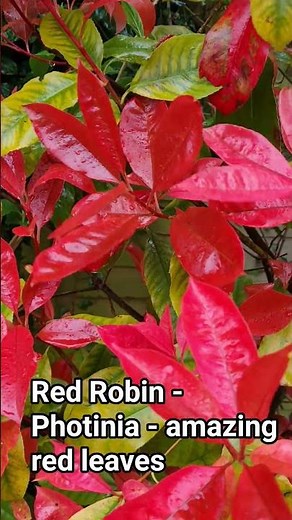 Red Robin - Photinia - amazing red leaves..