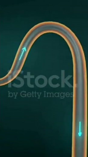 URINE FORMATION ANIMATION